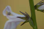 Florida lobelia